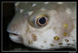 Puffer fish during the night dive. by Charly Kotnik 